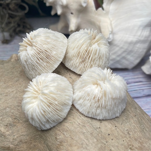 4 REAL White “Cap” Mushroom  Corals LOT Nautical Coastal Collecting aquarium - Picture 3 of 17